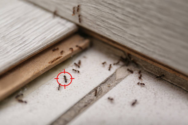 Best Insect Control  in Cary, NC