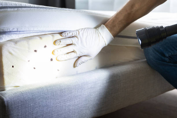 Best Affordable Pest Control Services  in Cary, NC