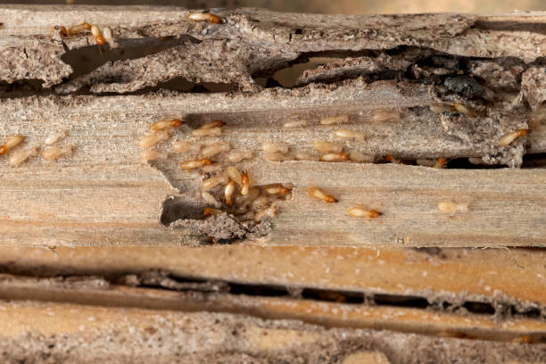 Best Wildlife Control Services  in Cary, NC