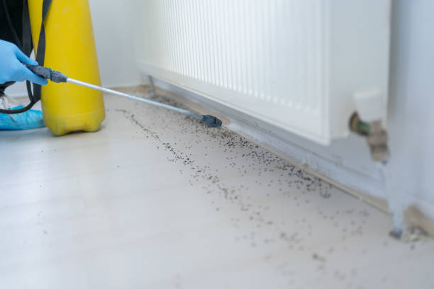 Best Spider Control Near Me  in Cary, NC